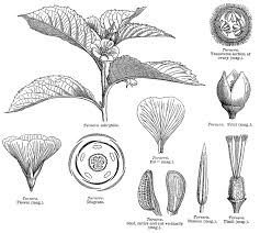 Image result for Turneraceae