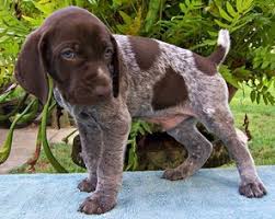 My dogs are bred true to breed. View Ad German Shorthaired Pointer Puppy For Sale Near Alabama Elberta Usa Adn 87596