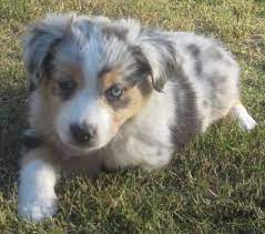 Toy australian shepherd puppies for sale california. Akc Miniature Mini Australian Shepherd Puppies For Sale In Orange California Classified Americanlisted Com