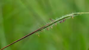 Image result for Heteropogon contortus