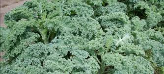 Kale grows nicely in a windowsill garden. Growing Kale Collards How To Grow Kale Gardener S Supply
