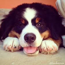Teddy finished his championship on january 16, 2020 at the portland oregon show with 3 majors. Pin By Diane Beaulieu On Bouvier Bernois Bernese Mountain Dog Cute Dogs And Puppies Big Dogs