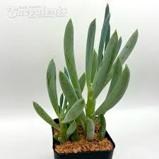 Image result for Senecio ruwenzoriensis