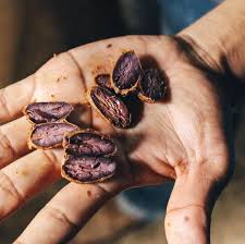 Proper Fermentation Of Ceremonial Cacao Is One Of The Key Steps To Producing The Amazing Flavor In Our Pure 100 Cacao By Co Cacao Cacao Fruit Theobroma Cacao