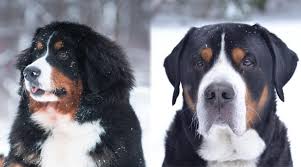 Their mother is our apr registered bernese mountain dog, hilda. Bernese Mountain Dog Vs Greater Swiss Mountain Dog