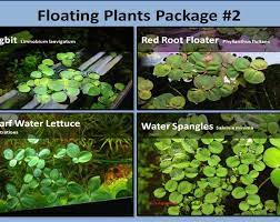 Floating Plant Package 1 Frogbit Dwarf Water Lettuce Water Spangles Live Aquarium Floating Pond Aquatic Plant Aquascaping Betta Tank Floating Plants Plants Live Aquarium Plants