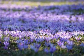 Check spelling or type a new query. Crocuses How To Plant Grow And Care For Crocus Flowers The Old Farmer S Almanac