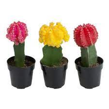 Louis is a large city located in the state of missouri, usa with a very large number of buying options. Cactus Succulents Garden Center The Home Depot