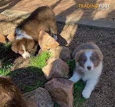 Stunning P Bred Border Collie Puppies