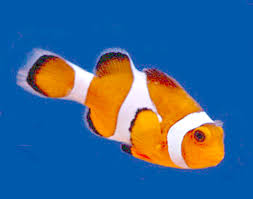 Image result for tbn:ANd9GcRLD2UOrZxjJEBJgjF8CWiNTg0Y5cu7J8PkmuBL2zt2mi5LaY3JQm9qqw