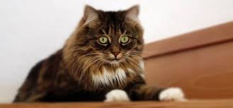 Don't comb your cat's hair with. Best Cat Brush For Long Haired Cats Pet Trained
