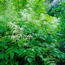 13 фраз в 3 тематиках. Goat S Beard Finegardening