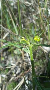 Image result for Caperonia