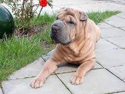 Other breeds with wrinkles include the neapolitan mastiff, which also has rolls of fat all over, pug, bulldog, and bull mastiff with wrinkles mainly on their face, and the blood hound and basset hound with wrinkles on their necks. 8 Chinese Dog Breeds Canine Companions From The Far East