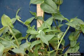 Image result for Commelina subulata