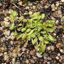 Image result for Genlisea margaretae