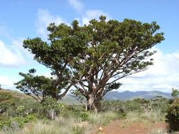 Image result for Agathis