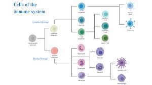 Maybe you would like to learn more about one of these? Cells Of The Immune System Ibiology