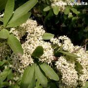 Image result for Gymnosporia tenuispina