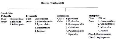 Classification Of Pteridophytes Botany