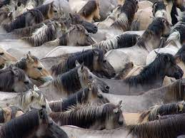 The Dulmen Pony Wild Horses In Germany Wild Horses And Mustangs Com
