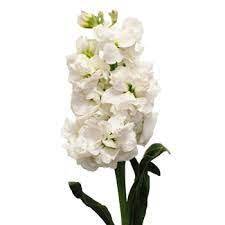 Stock White Flower Fiftyflowers Com Stock Flower Wedding Flowers Flowers
