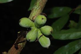 Image result for Uvariastrum germainii