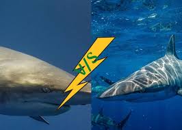 This is one of the coolest sharks in the world. Bull Shark Vs Tiger Shark Bull Shark Attack Tiger Shark Facts