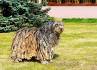 Bergamasco Sheepdog Puppies For Sale - AKC PuppyFinder