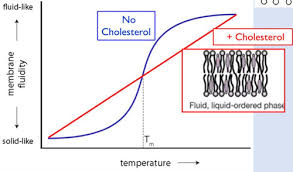 Composition Of Membranes - Plasma Membrane - Mcat Content