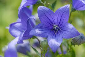 Register as a flower lovers club member & start saving! How To Plant And Grow Balloon Flower Hgtv