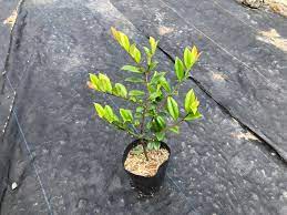 臺灣原生樹木種苗網-我要訂購-凹葉柃木
