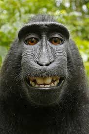 Kelompok periset jepang berhasil rekayasa genetika monyet, hingga hewan ini jadi kehilangan sebagian fungsi kekebalan tubuhnya. Download 97 Gambar Monyet Pake Kacamata Paling Bagus Gratis