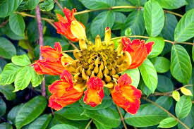 Image result for Gutenbergia polycephala