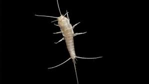 Lassen sie nichts auf dem boden oder unter dem bett liegen, denn hier können sich die insekten verstecken. Hygiene Mangel Silberfische Deuten Auf Etwas Wichtiges Hin