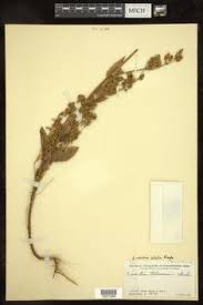 Image result for Swertia kilimandscharica