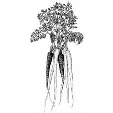 Rezept Von Alice Waters Huhnchenschmortopf Mit Karotten Und Koriander Gemuse Tattoo Botanische Illustration Kunst Ideen
