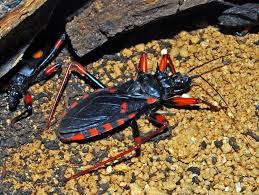 Image result for Psychotria bugoyensis