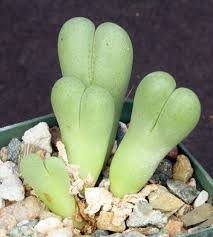 Image result for Monadenium spinulosum