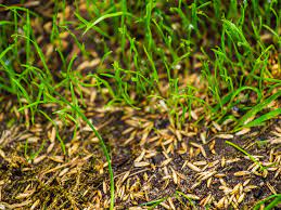 Grass can be harvested with the scythe to produce hay, once a silo is built. Fall Lawn Overseeding To Repair Grass