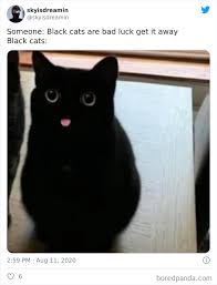 Think of how many memes wouldn't have even been born without these pictures. 50 Cat Memes Created By People Clearly Living With One Bored Panda