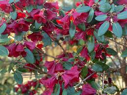 Image result for Abutilon englerianum