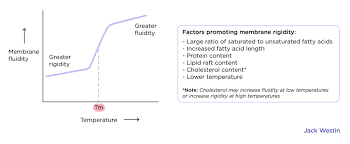 Cell Membrane Fluidity: Factors That Influence And Increase The Cell  Membrane Fluidity – Moosmosis