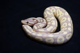 As axanthic's age, they develop more of a brown color to them. Ball Python Morphs The Ultimate Guide With Photos