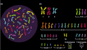 Chromosomes All 46 Chromosomes In Humans Are Found Inside A Cell S Nucleus Genetic Information Chromosome Dna
