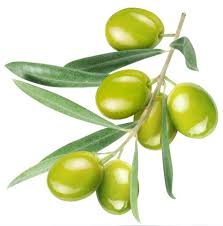 Arbosana Olive Tree