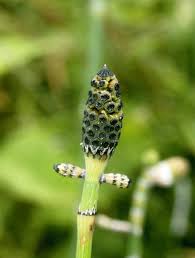 Image result for Equisetum ramosissimum
