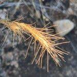 Image result for Aristida congesta