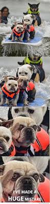 Ive Made A Huge Mistake Meme Cute Animals Funny Animals Animals