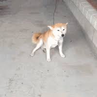 Wagging Tail Gifs Get The Best Gif On Gifer With tenor, maker of gif keyboard, add popular dog wagging tail animated gifs to your conversations. wagging tail gifs get the best gif on